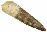 Fossil Plesiosaur (Zarafasaura) Tooth - Morocco #296327-1